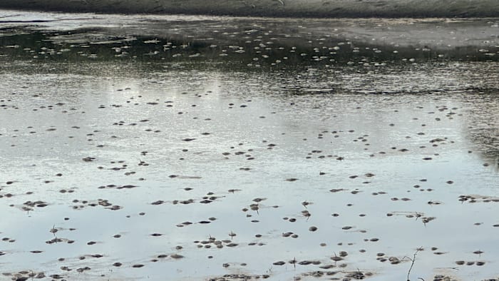 ‘Smell was overwhelming:’ Hundreds of dead fish found in drained pond near Seminole County construction site