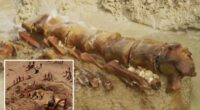 20 million-year-old whale fossil discovered on Australian beach