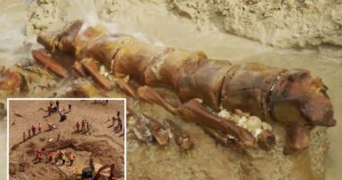 20 million-year-old whale fossil discovered on Australian beach