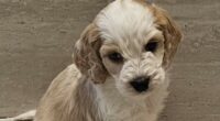 A puppy farm sold a nine-week-old puppy that died within 24 hours
