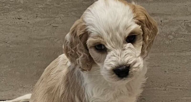 A puppy farm sold a nine-week-old puppy that died within 24 hours
