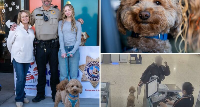 Adorable pup ditched at Las Vegas airport by heartless traveler gets new home with cop who rescued him