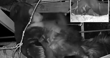 Adorable video shows mama bear taking shelter under Lake Tahoe cabin with her newborn cubs