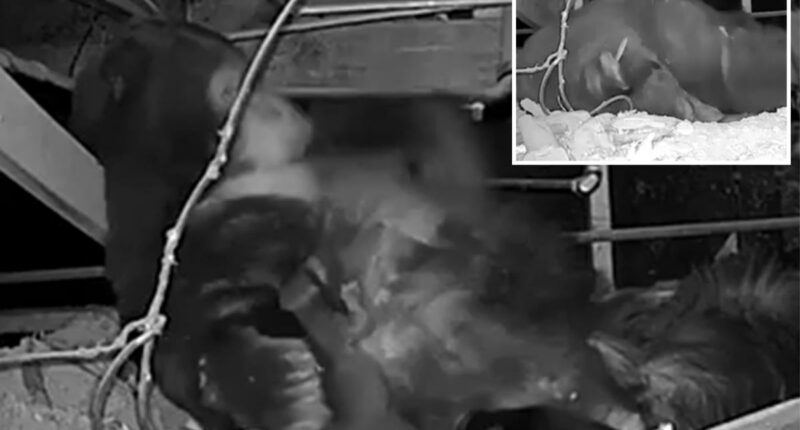 Adorable video shows mama bear taking shelter under Lake Tahoe cabin with her newborn cubs