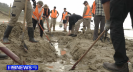 Ocean Grove whale fossil 20 million years old 26 February 2026