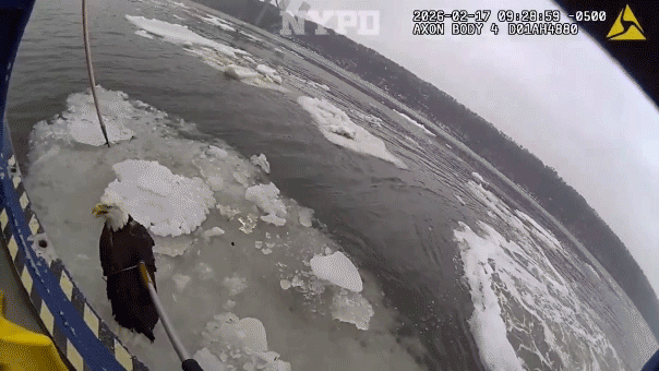 Police attempt to rescue a bald eagle trapped on ice.