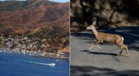 California approves controversial sharpshooter plan to eradicate invasive deer on Catalina Island