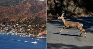 California approves controversial sharpshooter plan to eradicate invasive deer on Catalina Island