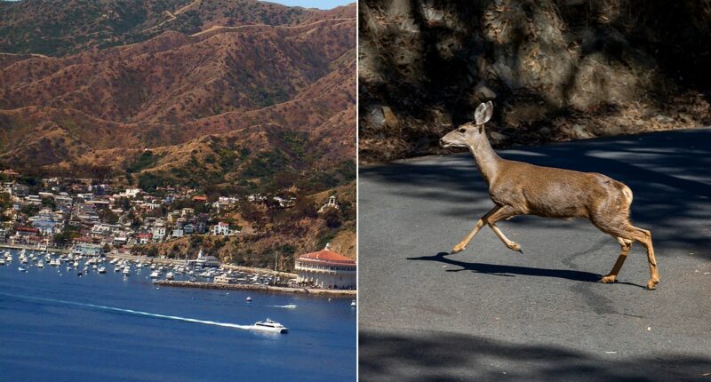 California approves controversial sharpshooter plan to eradicate invasive deer on Catalina Island