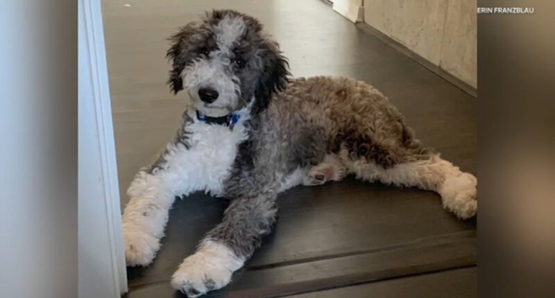 Chicago crime: Family's dog stolen near daycare at Armitage and Clifton avenues in Lincoln Park, owner says