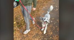 Chicago crime: Good Samaritans help reunite dog stolen near day care in Lincoln Park with family, pet owner Erin Franzblau says