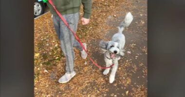 Chicago crime: Good Samaritans help reunite dog stolen near day care in Lincoln Park with family, pet owner Erin Franzblau says