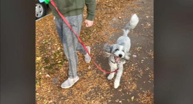 Chicago crime: Good Samaritans help reunite dog stolen near day care in Lincoln Park with family, pet owner Erin Franzblau says