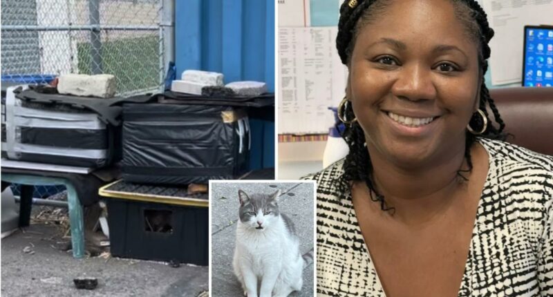 Coney Island principal failed to protect 2 elderly stray cats buried repeatedly in snow storms
