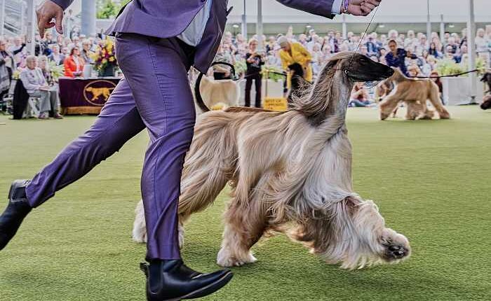 Dog Show 101: What to know about the 150th Westminster show
