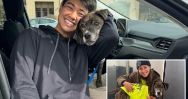 Dog that bolted into Colorado mountains reunited with owner after 43 days in wilderness