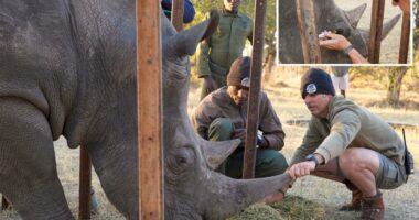 Florida conservationists save vision of endangered African rhino with 'bleeding eyes'
