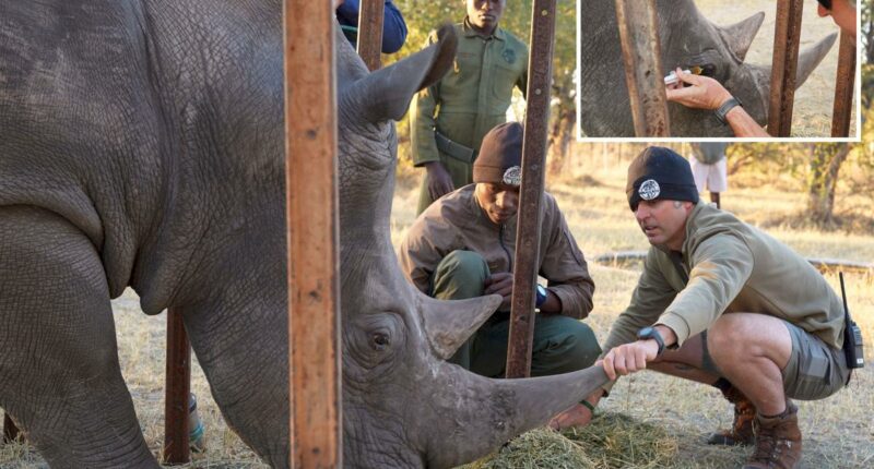 Florida conservationists save vision of endangered African rhino with 'bleeding eyes'