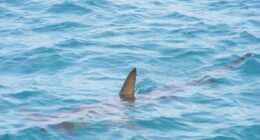 Florida shark bites were below average in 2025, report finds