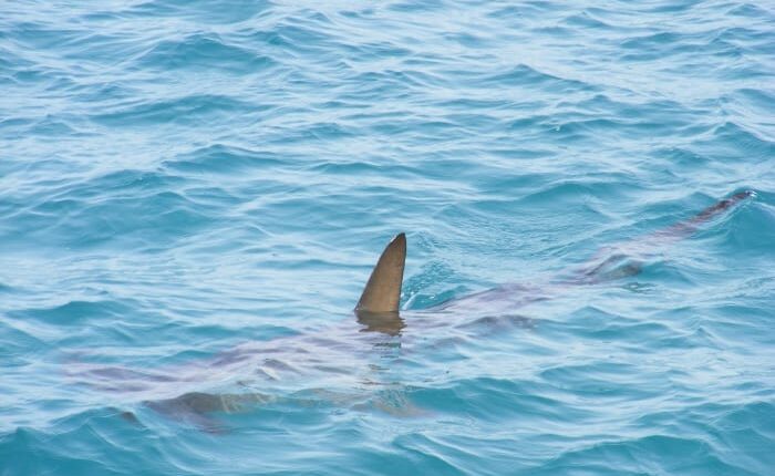 Florida shark bites were below average in 2025, report finds