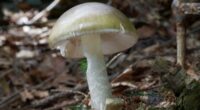 Four people die after eating death cap mushrooms in California