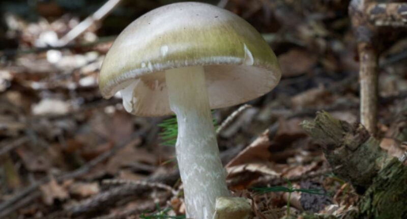Four people die after eating death cap mushrooms in California