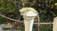 Frozen iguanas fall from South Florida trees as cold snap grips area
