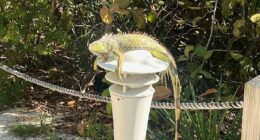 Frozen iguanas fall from South Florida trees as cold snap grips area