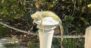 Frozen iguanas fall from South Florida trees as cold snap grips area