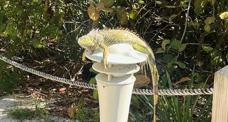 Frozen iguanas fall from South Florida trees as cold snap grips area