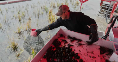 Giant snails and tiny insects threaten the South's rice and crawfish farms