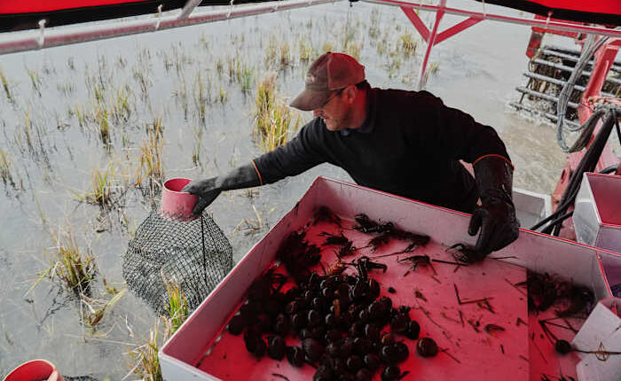 Giant snails and tiny insects threaten the South's rice and crawfish farms