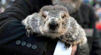 Groundhog Day: Punxsutawney Phil makes 140th weather prediction