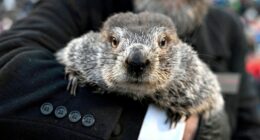 Groundhog Day: Punxsutawney Phil makes 140th weather prediction