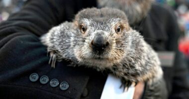 Groundhog Day: Punxsutawney Phil makes 140th weather prediction