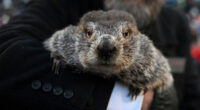 Groundhog Day puts Punxsutawney Phil's forecast about winter's length in the spotlight