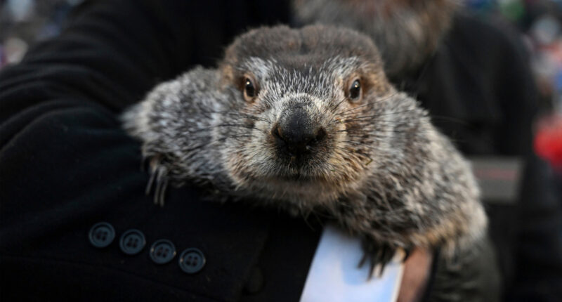 Groundhog Day puts Punxsutawney Phil's forecast about winter's length in the spotlight