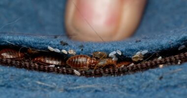 How to make sure your hotel won't have bed bugs