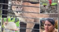 Hungry mountain lion trapped in SoCal family's backyard