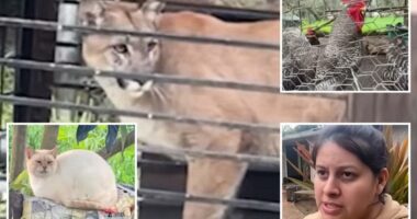 Hungry mountain lion trapped in SoCal family's backyard