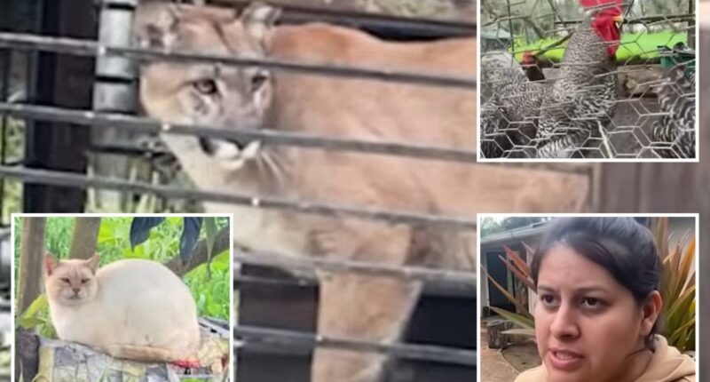 Hungry mountain lion trapped in SoCal family's backyard