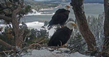 Jackie and Shadow's Big Bear eagle's nest threatened by construction