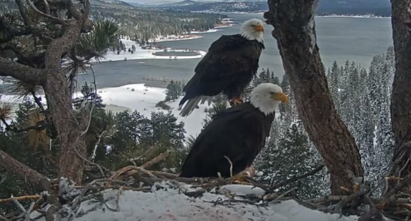 Jackie and Shadow's Big Bear eagle's nest threatened by construction