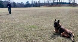 K-9 hit by vehicle during bank robbery chase keeps going and helps capture suspect