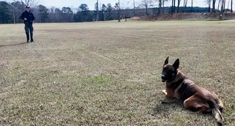 K-9 hit by vehicle during bank robbery chase keeps going and helps capture suspect