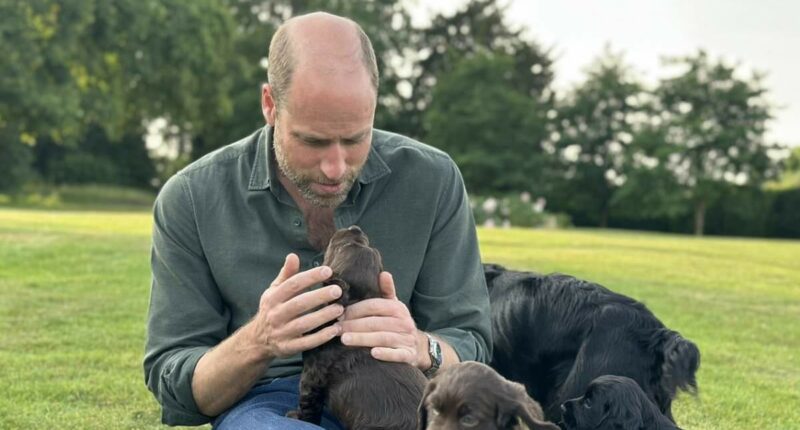 Kate reveals Waleses have welcomed an eight-month-old Cocker Spaniel
