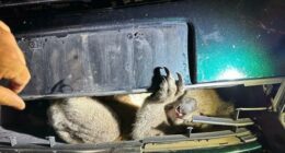 The koala was thrown through the grille of the vehicle.