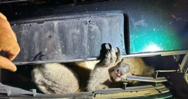 The koala was thrown through the grille of the vehicle.