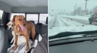 Long Island snowplow driver rescues two lost pups in height of blizzard