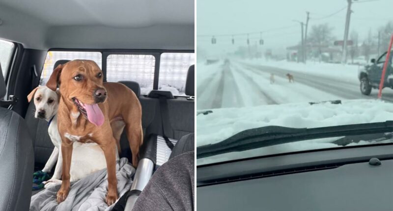 Long Island snowplow driver rescues two lost pups in height of blizzard
